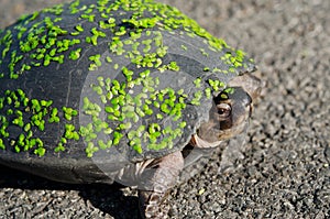 A turtle on the road