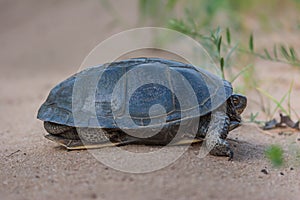 Turtle on the road