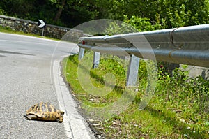 Turtle on the road