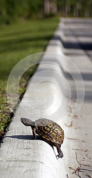 Turtle roadside curb