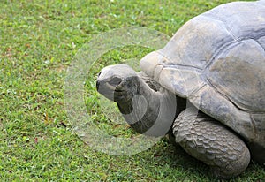 turtle with robust shell while walking on grass