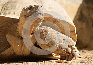 Turtle on rock