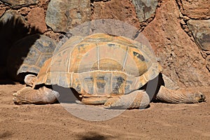 turtle on the rock