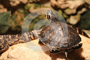 Turtle on a rock