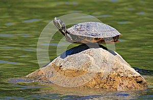 Turtle on the rock