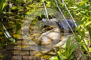 Turtle on a rock