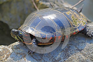 Turtle on Rock