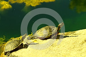 Turtle on a rock