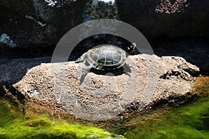 Turtle on a Rock