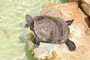 Turtle on a rock