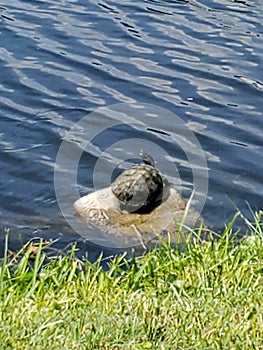 Turtle on rock in lake