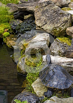 Turtle on a rock with waterfall