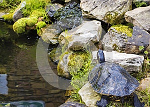 Turtle on a rock with waterfall wide