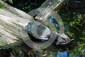 Turtle running away from baby alligator