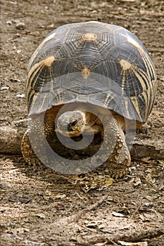 turtle's earth in madagascar nosy be