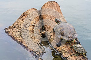 Turtle's Family on Timber in Lake