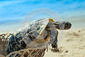 Turtle on the sandy beach.