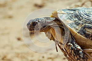 Turtle on the sandy beach.