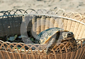 Turtle on the sandy beach.