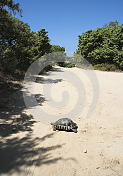 Turtle - Sardinia, Italy