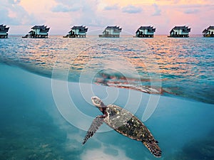 Tortuga a centro maldivas. verano Agua 