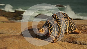 Turtle on the seashore ocean close-up. Sri Lanka. Asia