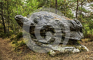 Turtle Shaped Rock in the Forest