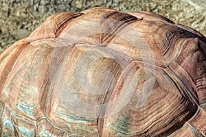 Turtle shell