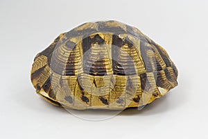 Turtle shell