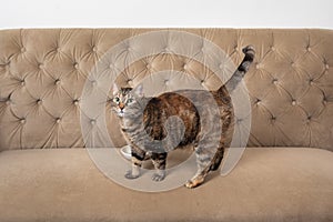 Turtle shell domestic house cat full body photo