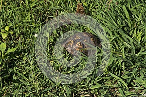 Turtle shell in grass