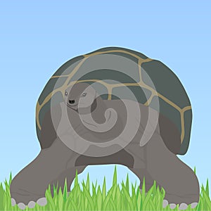 Turtle, turtle with shell in the grass
