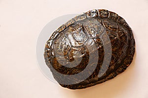 Turtle shell on an isolated background of the Ukrainian turtle