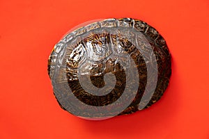 Turtle shell on an isolated background of the Ukrainian turtle