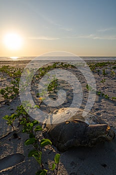 Turtle shell laying on empty beach during beautiful sunset in the Casamance, Senegal, Africa