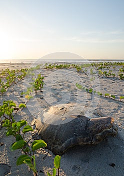 Turtle shell laying on empty beach during beautiful sunset in the Casamance, Senegal, Africa