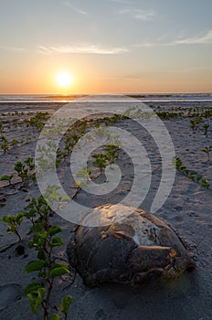Turtle shell laying on empty beach during beautiful sunset in the Casamance, Senegal, Africa