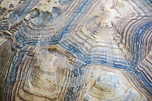 Turtle shell pattern from close up