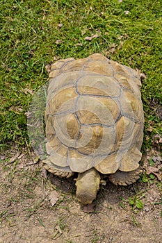 Turtle with shell pattern walking on green grass