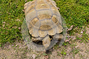 Turtle with shell pattern walking on green grass