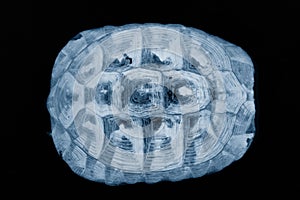 Turtle shell x-ray