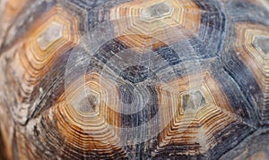 Turtle shell Sulcata tortoise background