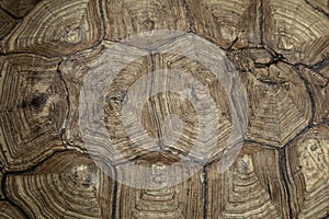 Turtle shell, top view background