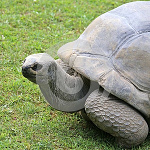 Turtle with shell while walking on grass