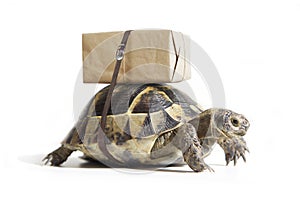 Turtle with shipping box on a back, isolated on white. Delivery concept.