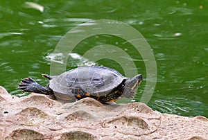 Turtle on the shore
