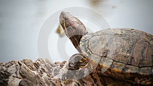 Turtle sicence names, Red-eared slider or Trachemys scripta elegans panning shot in HD