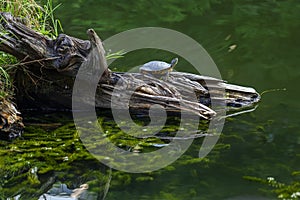 The turtle sits on a log in the middle of the lake