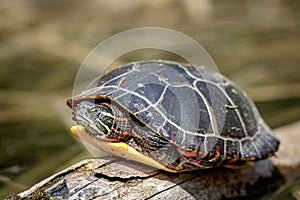 Turtle sitting on a log