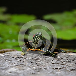a turtle sitting on a rock near a small pond of water lillies photo